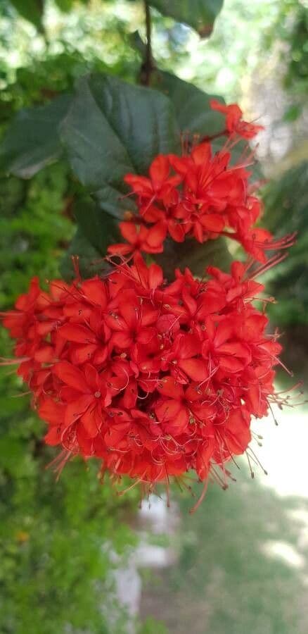 Clerodendro splendente 4
