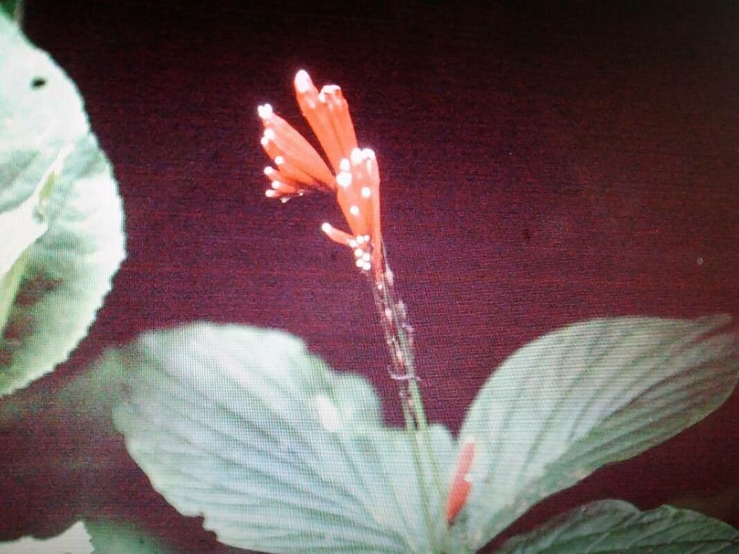 Spigelia