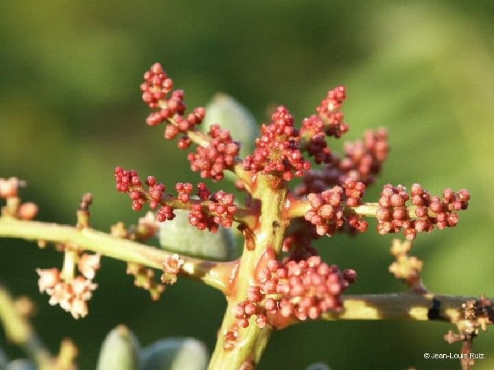 Euroschinus 3