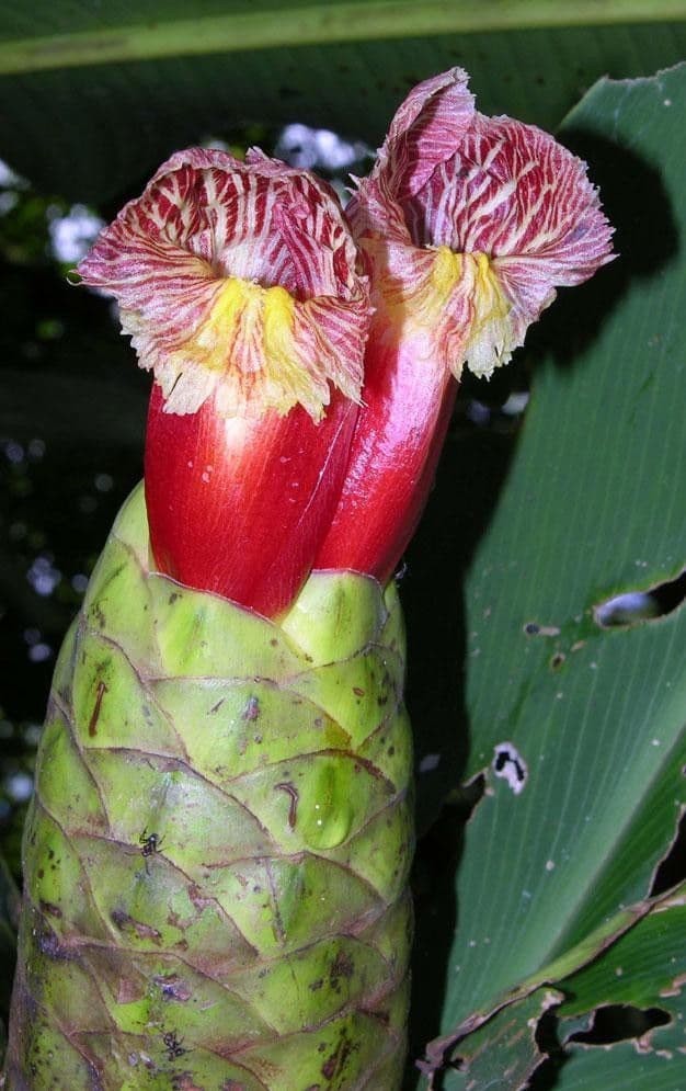 Costus liscio 8