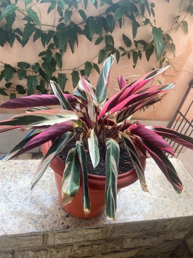 Stromanthe 6