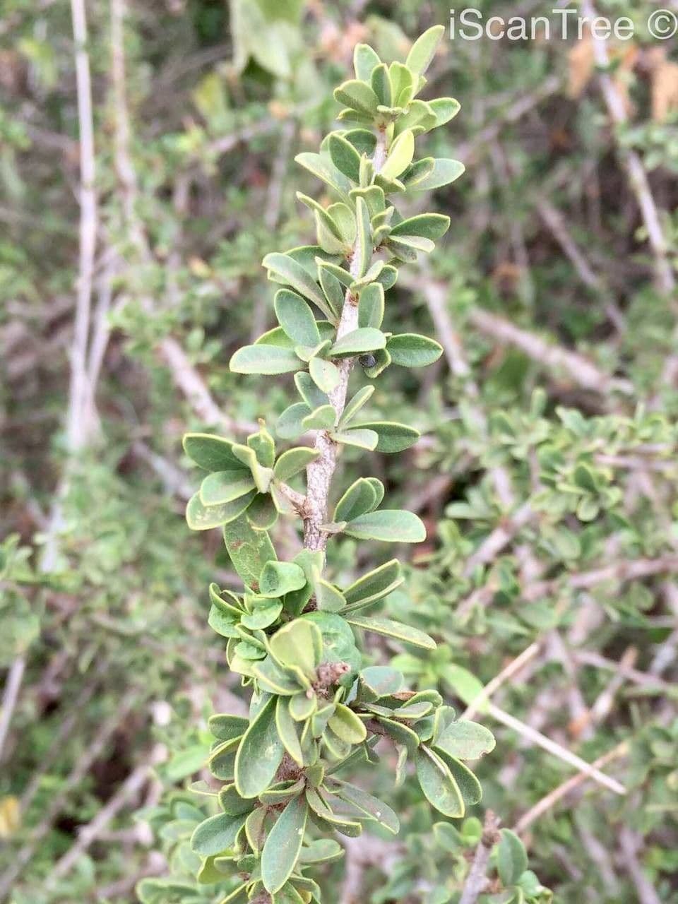 Maerua 9