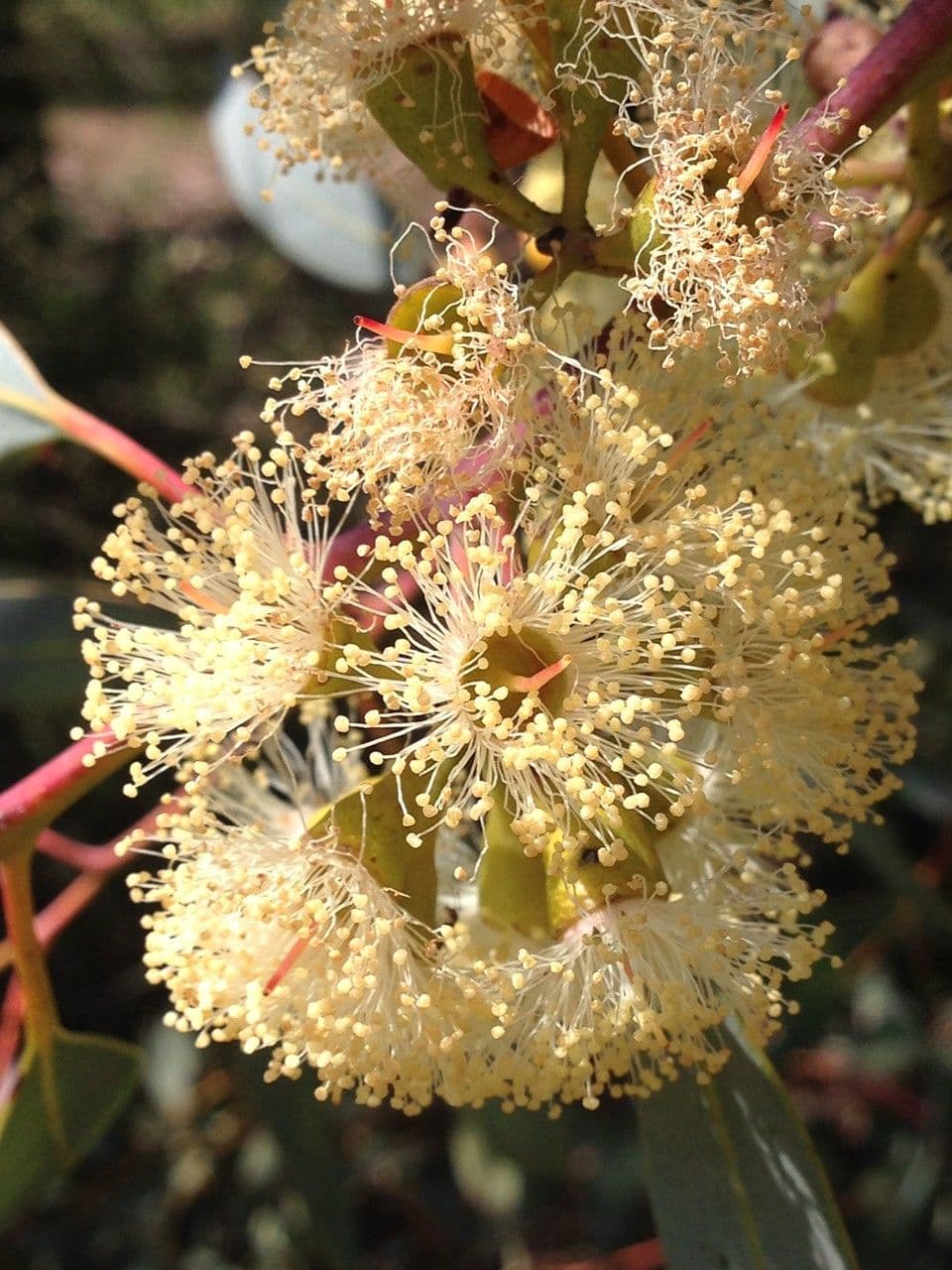 Eukalyptus 5