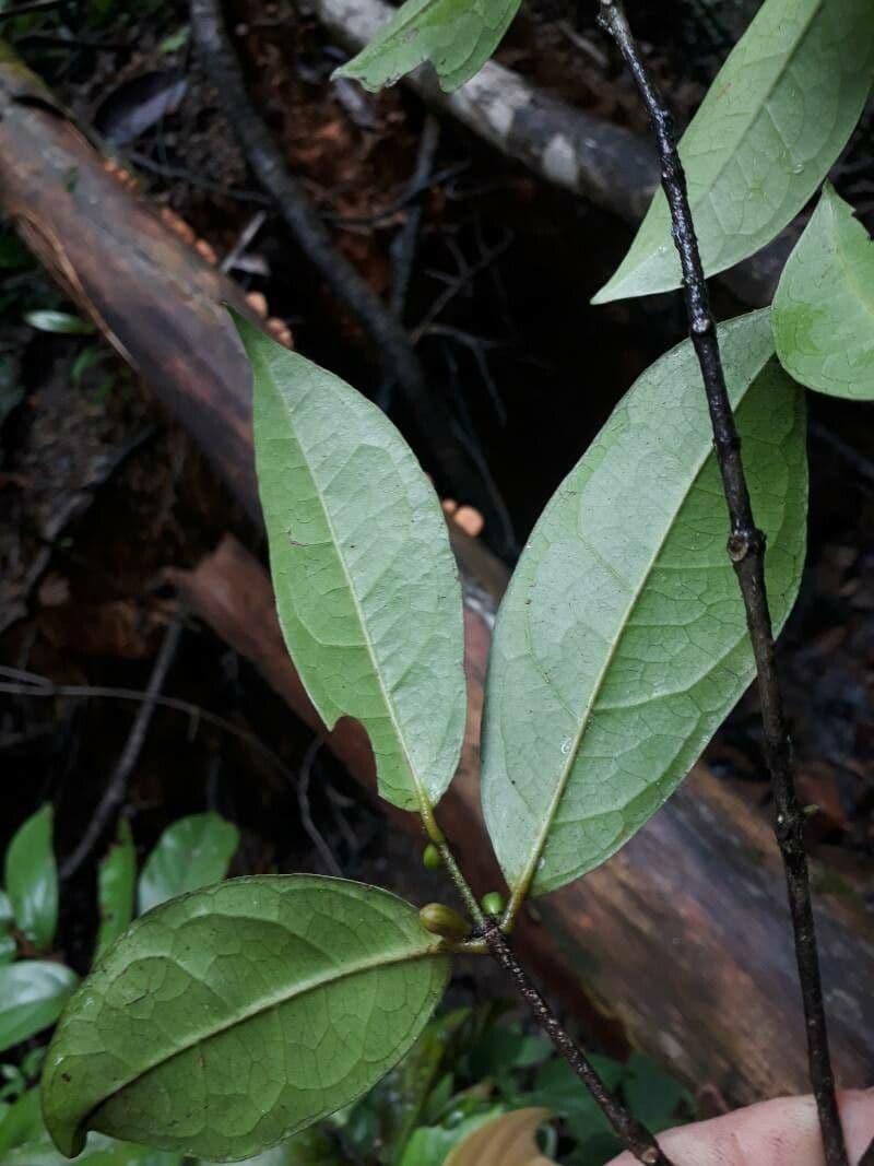 Cassipourea