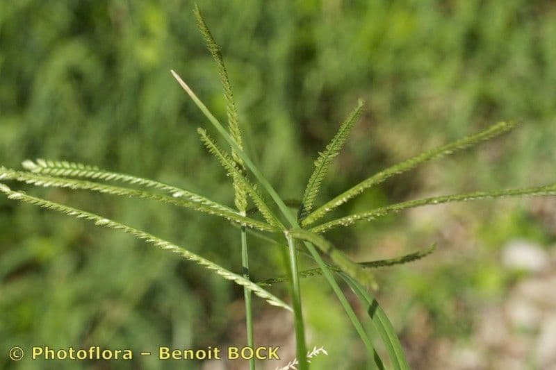 Miglio africano 6