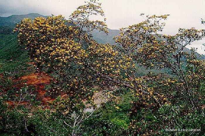 Acridocarpus 14