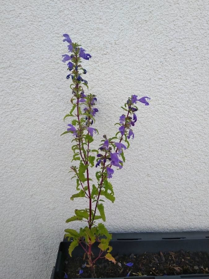 Dracocéphale de Moldavie 12