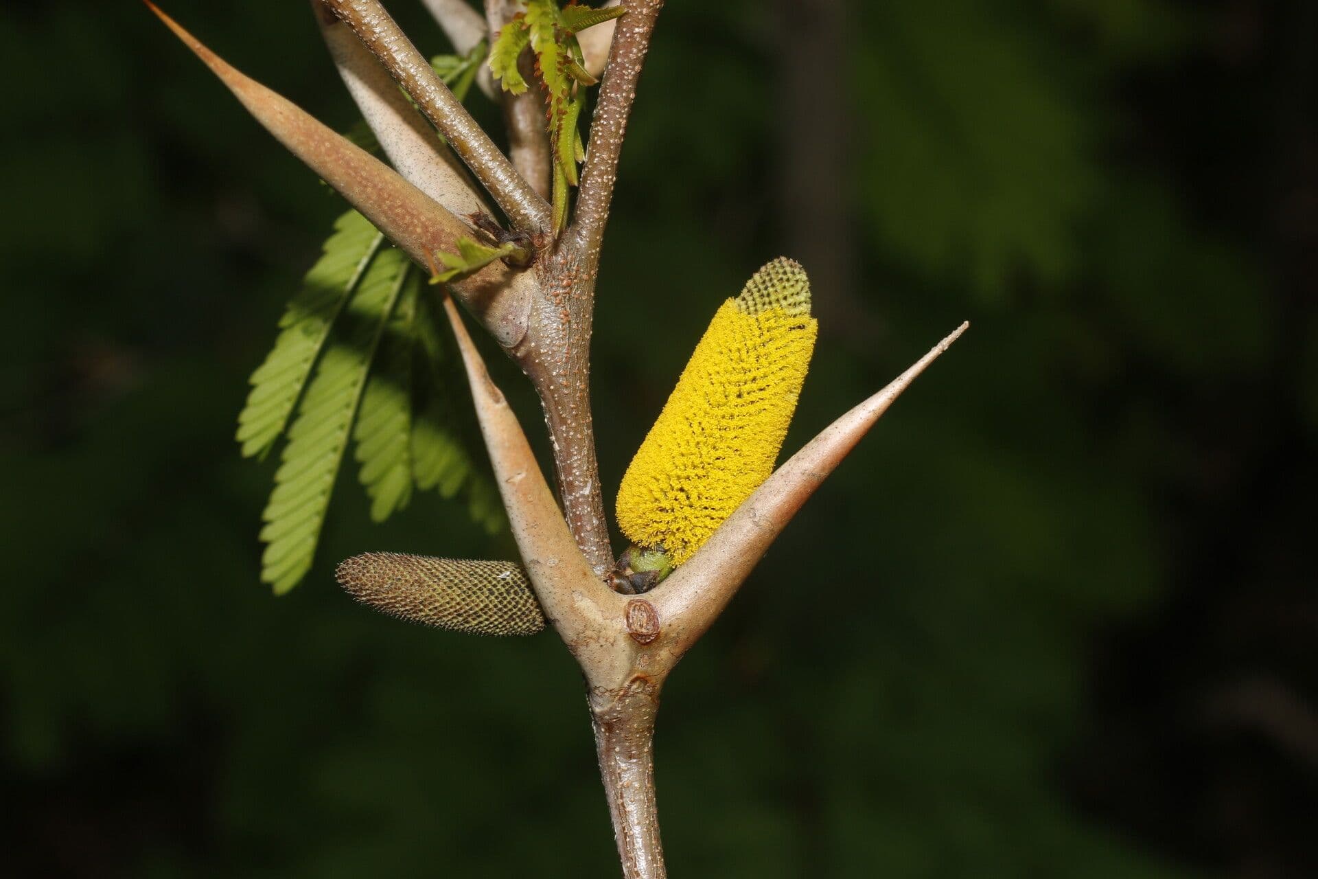 Acacia cornuta 7
