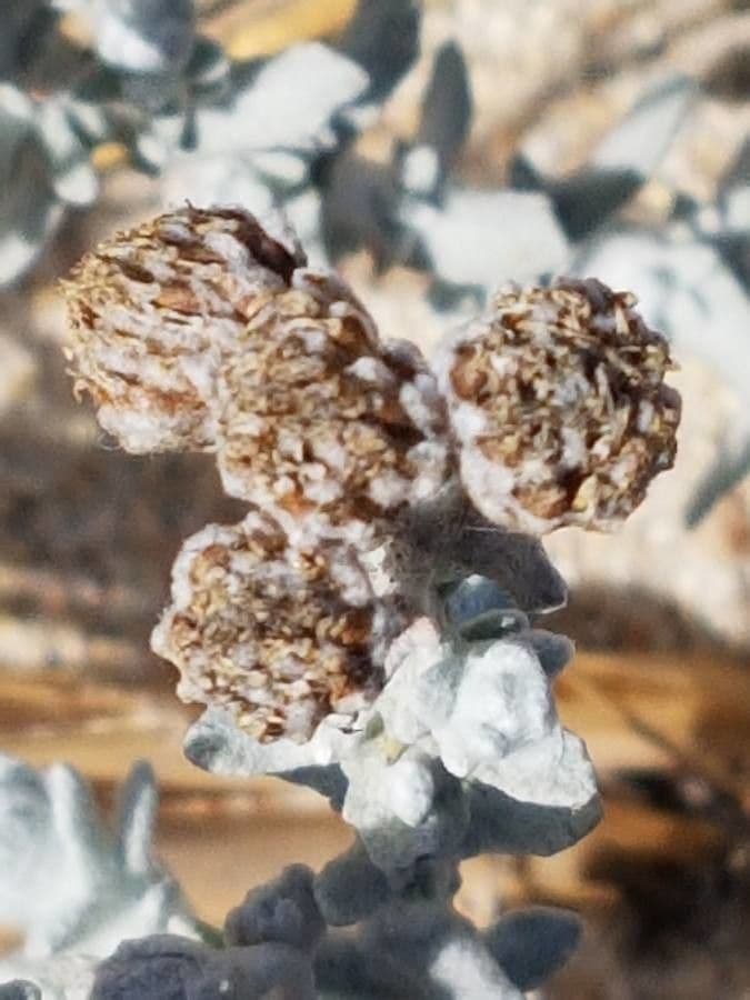 Achillea marittima 5