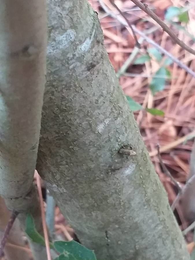 Quercia 2