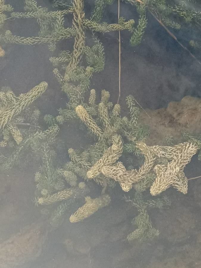 Elodea del Capo 14