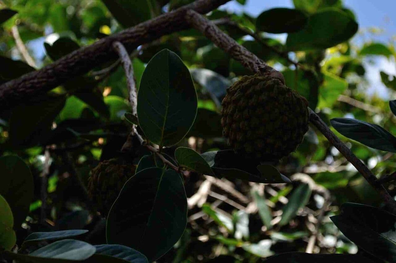 Annona crassiflora 14