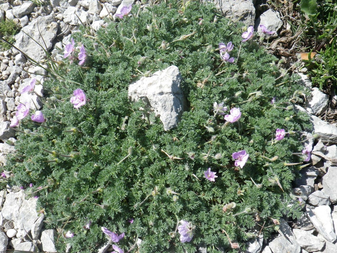 Stinkender Storchschnabel 12