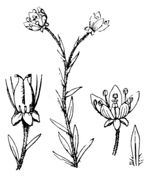 Sassifraga hirculus 27