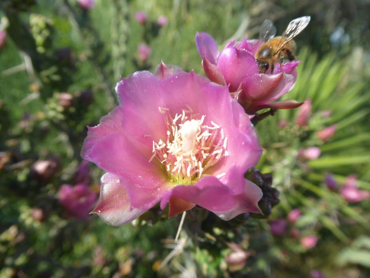 Cholla di Klein