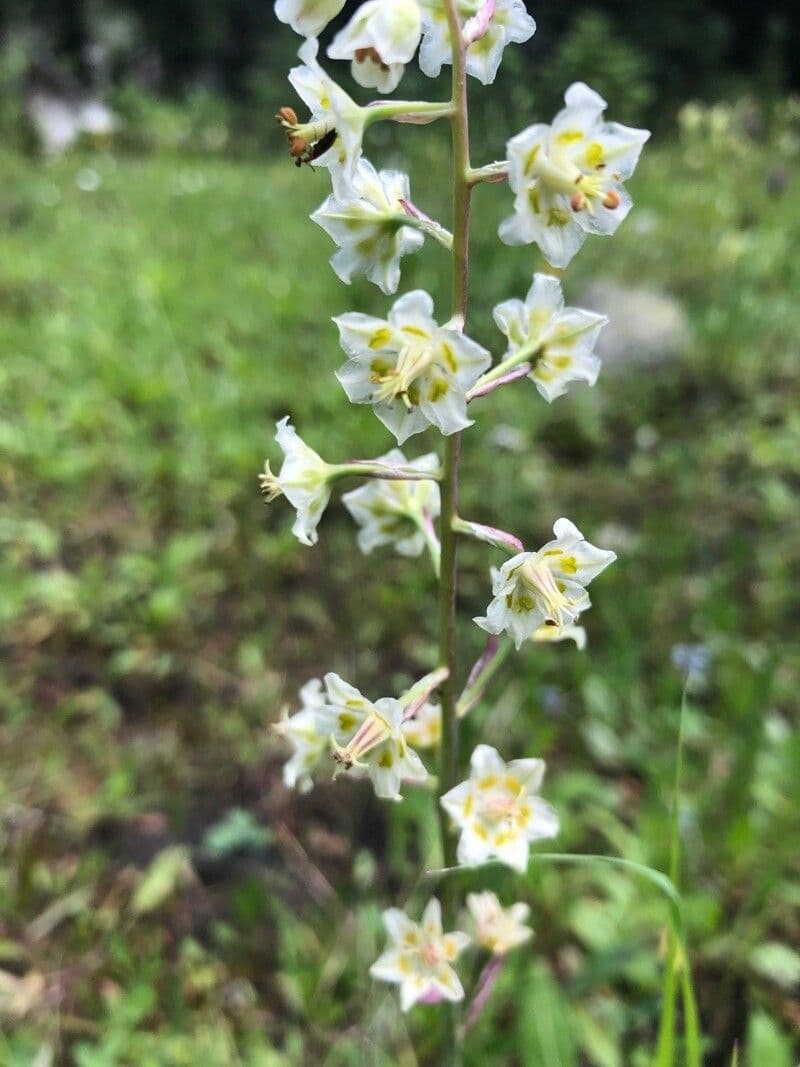 Anticlea elegante 3