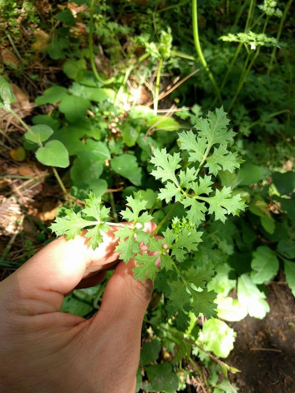 Lomatium 8