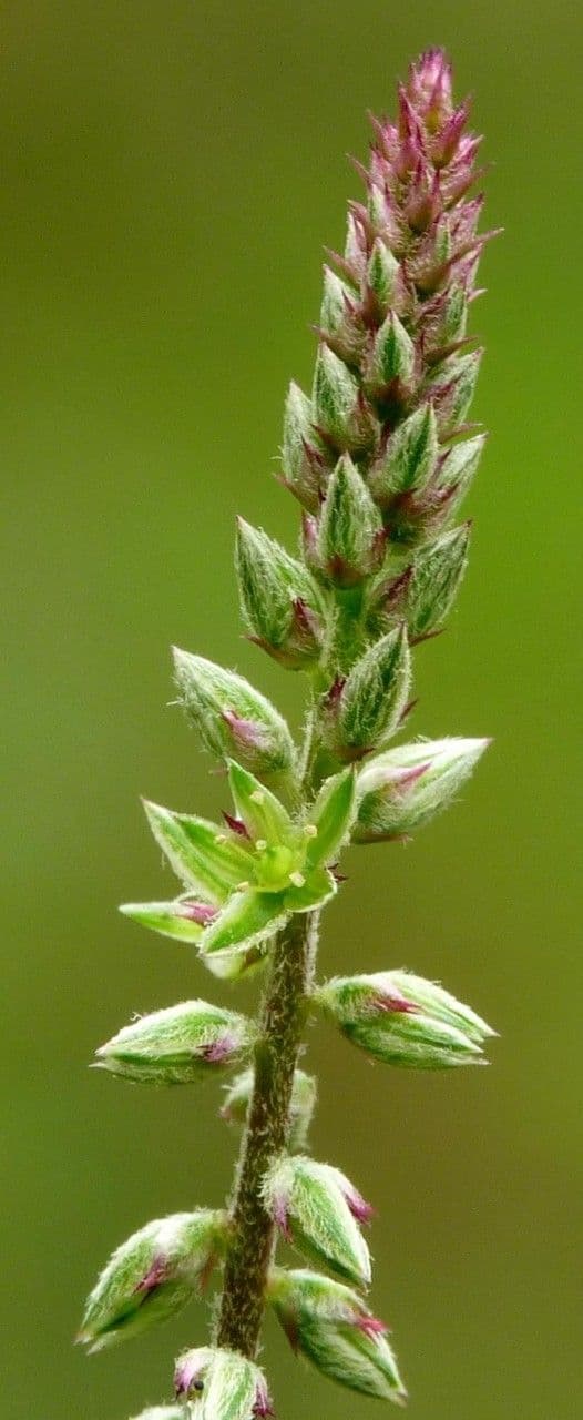 Achyranthes aspera 6