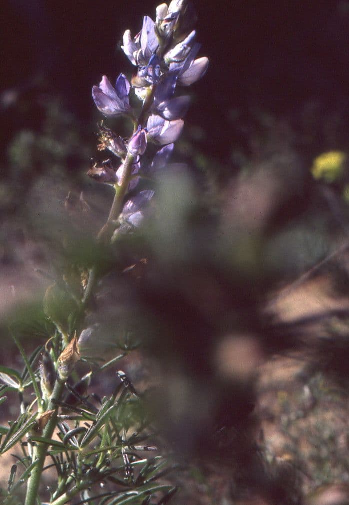 Schmalblättrige Lupine 29