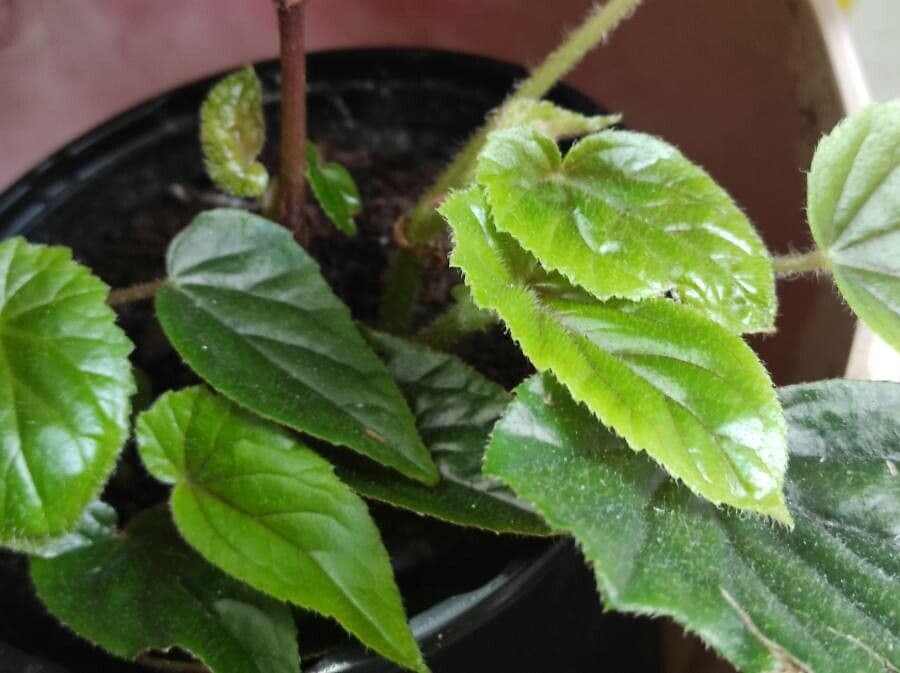 Begonia incarnata 9