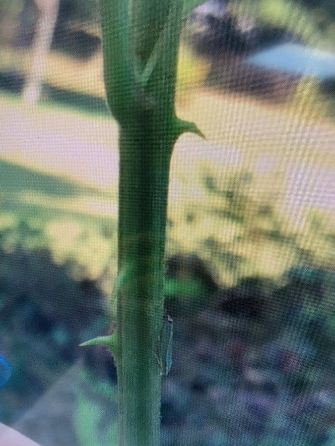 Lampone nero 28