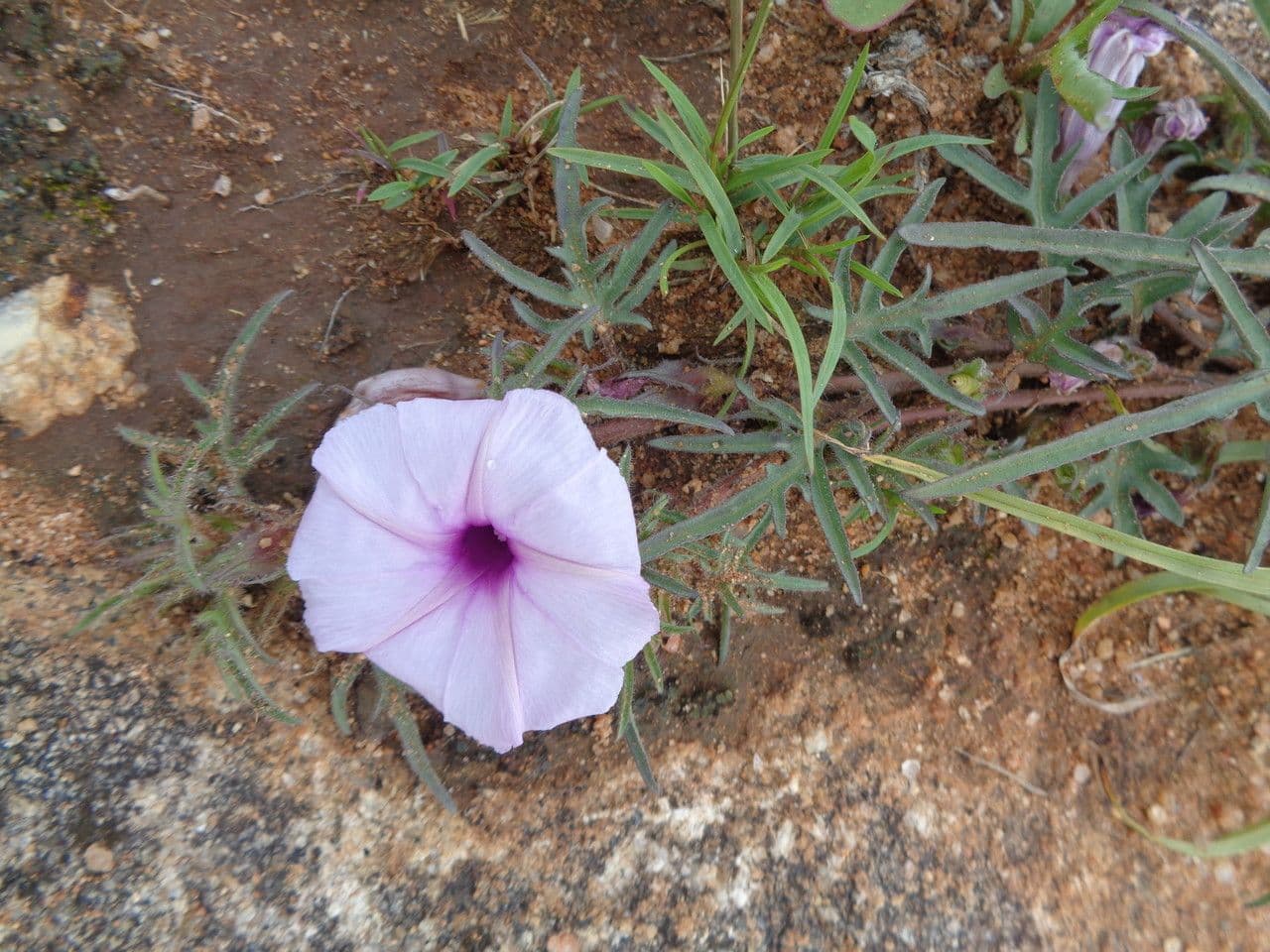 Ipomea 6