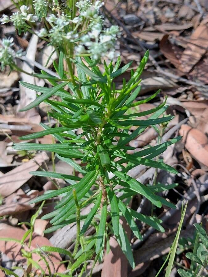 Poranthera 5