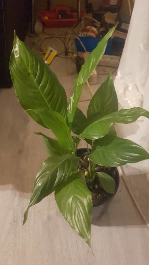 Maranta 25