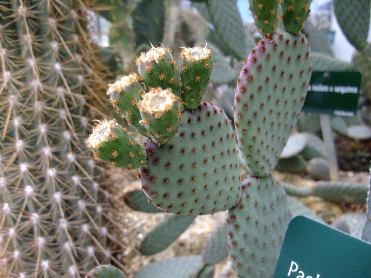 Opuntia basilaris 10