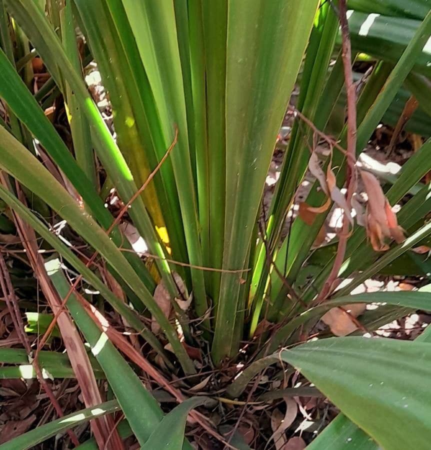 Doryanthes 17