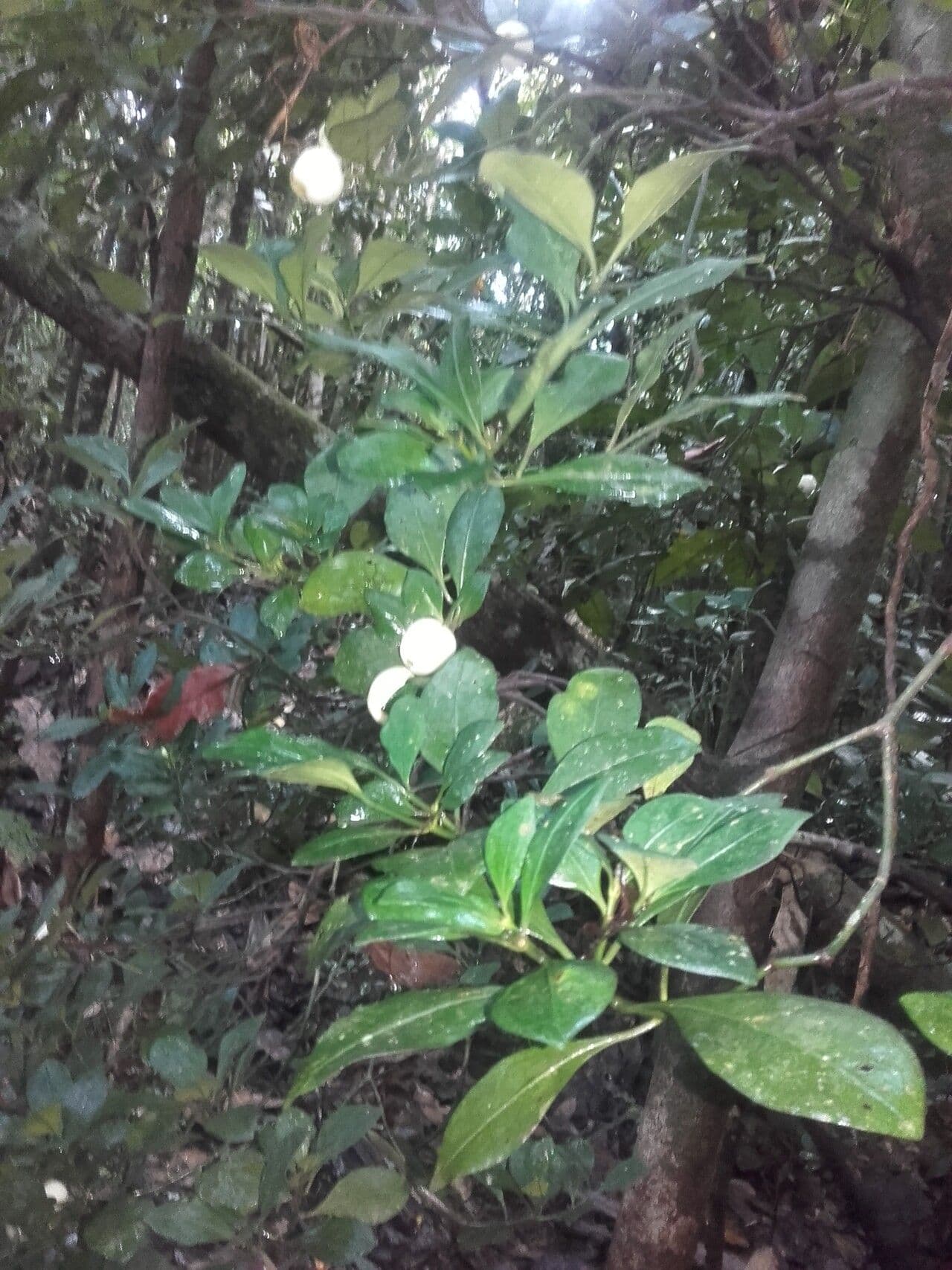 Psychotria 11