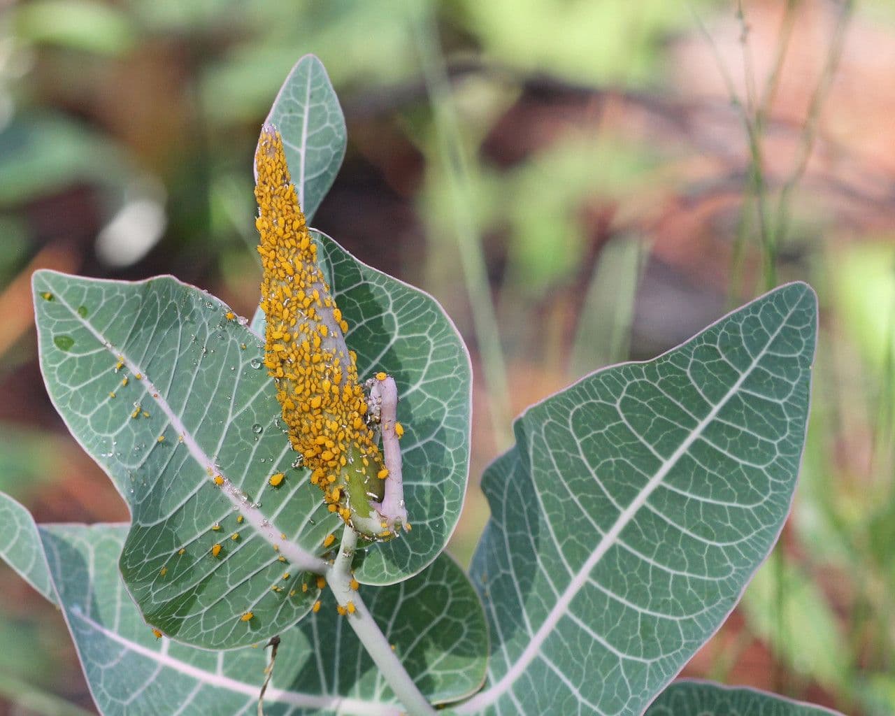 Asclepias 10