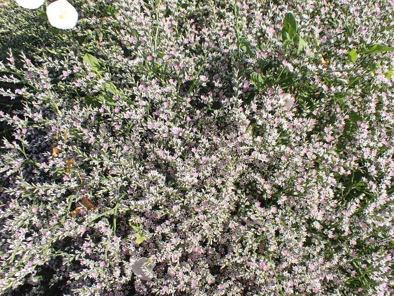 Goniolimon tataricum 10