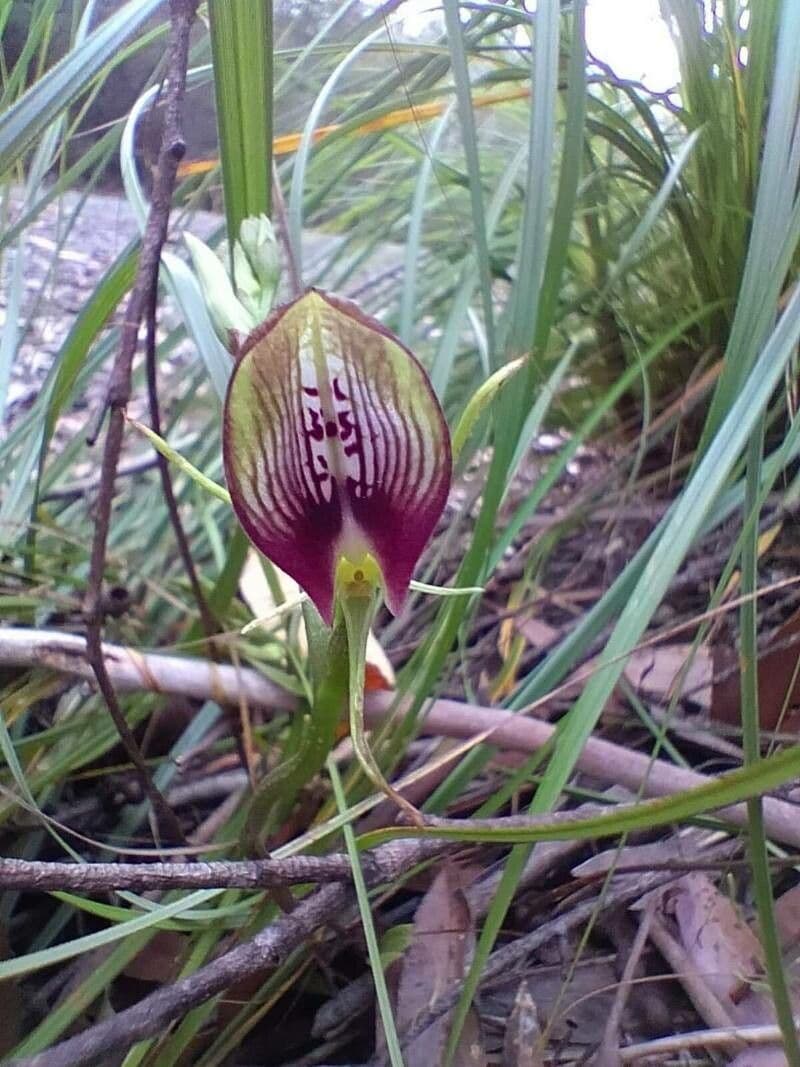 Cryptostylis