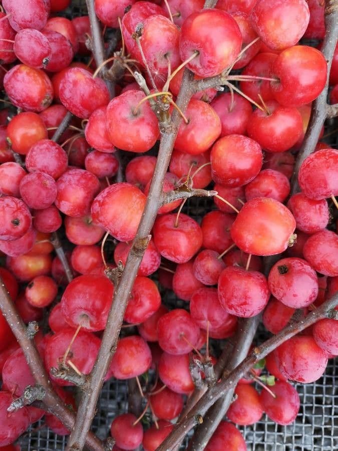 Azzarola 5