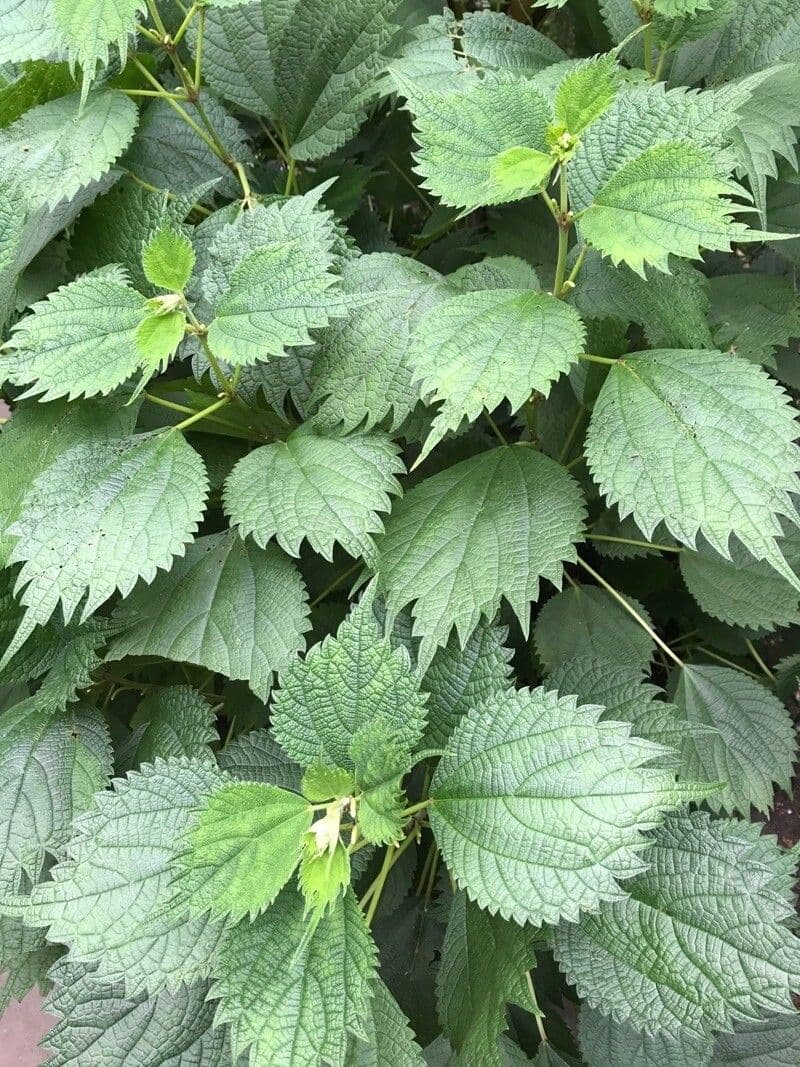 Boehmeria sieboldiana 7