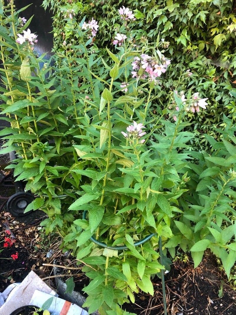 Campanula lactiflora 6