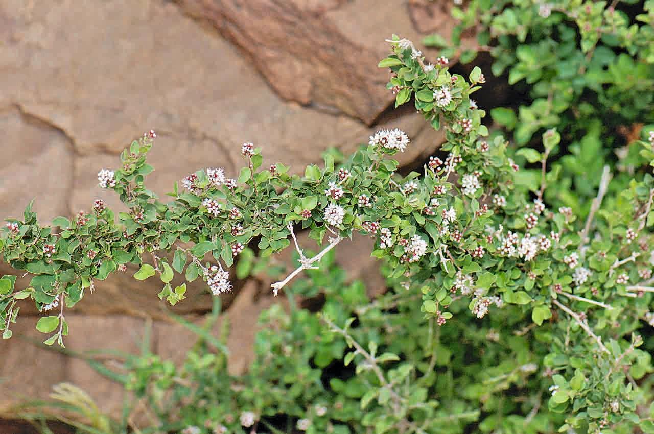 Combretum 26