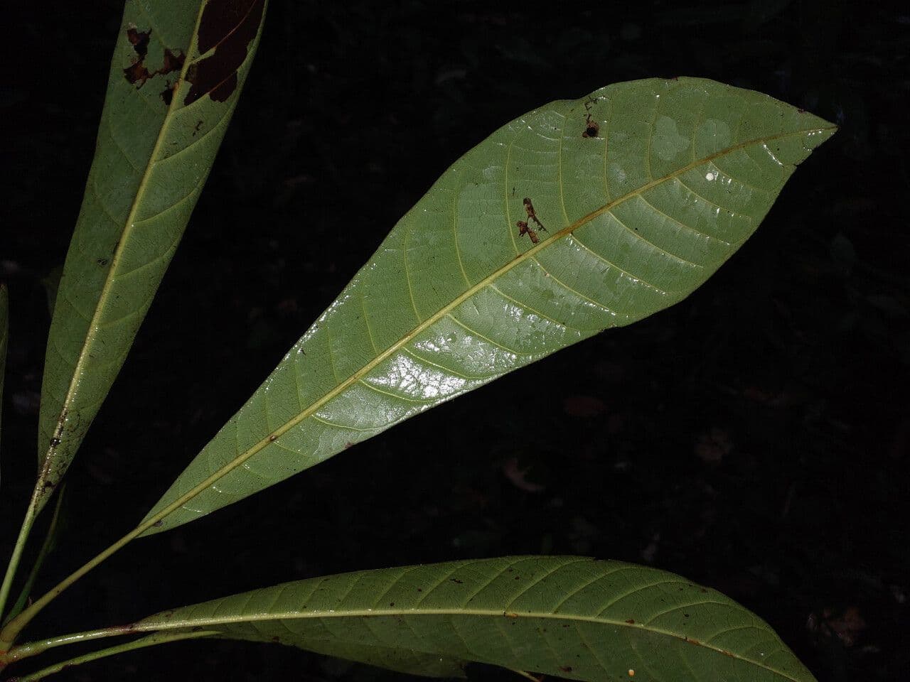 Pouteria guayanensis 6