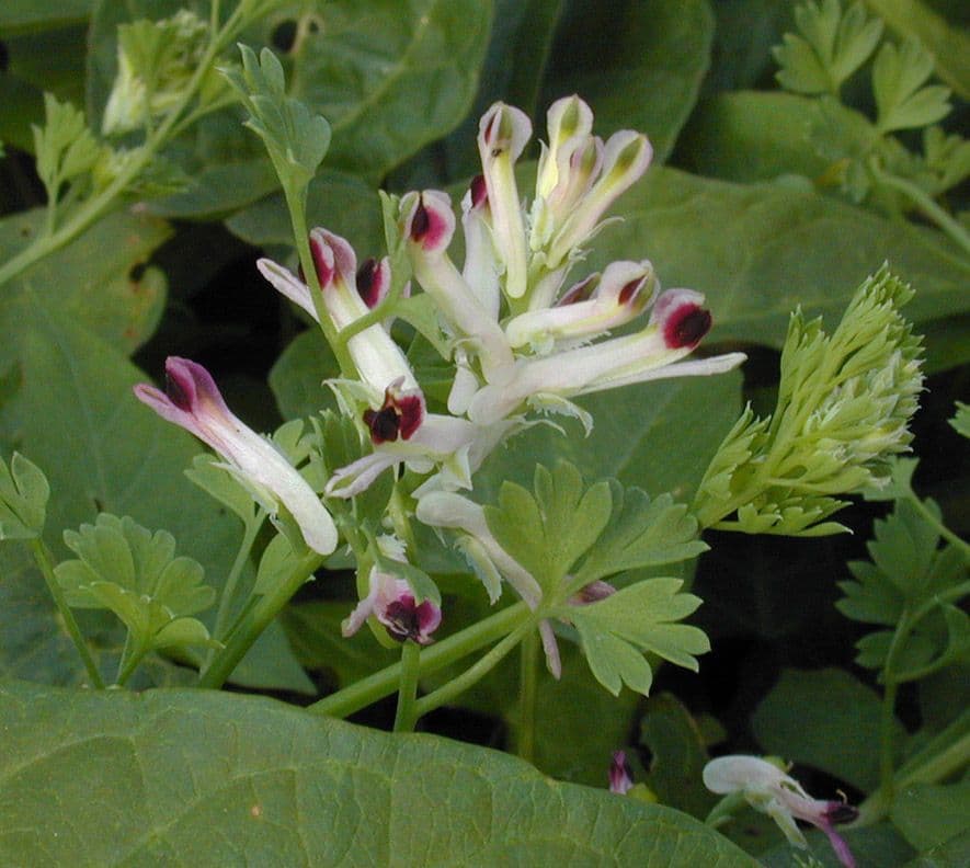 Fumaria occidentale