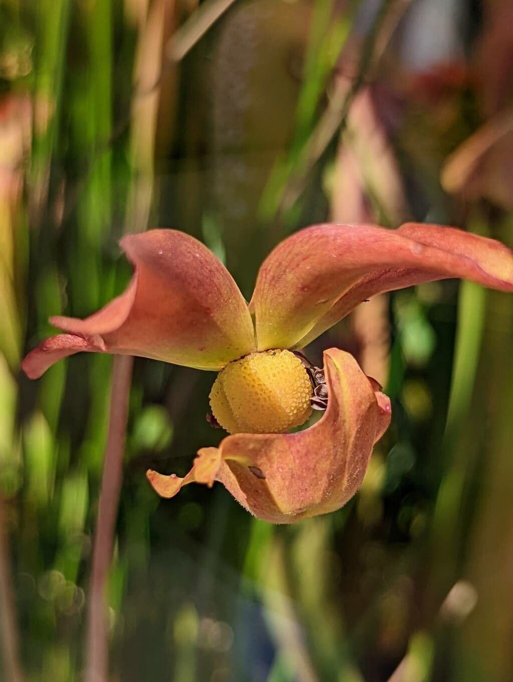Sarracenia minore 18