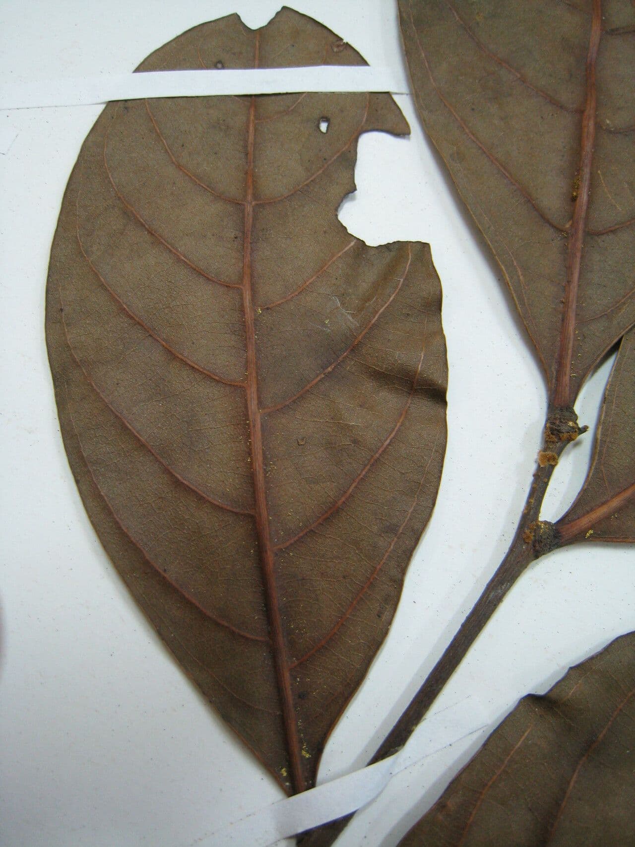 Matayba 3