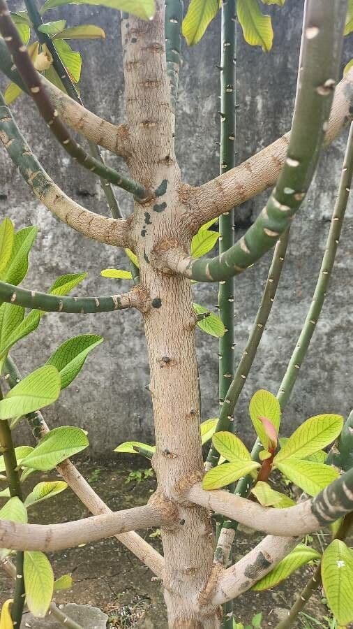 Himatanthus 16