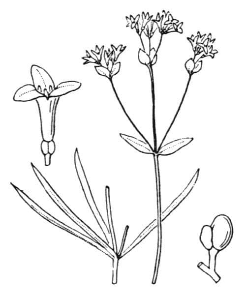 Asprella tintoria 16