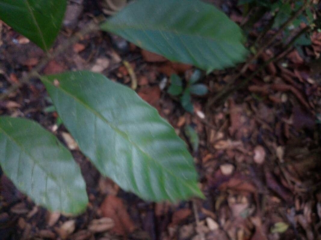 Cupania scrobiculata 11