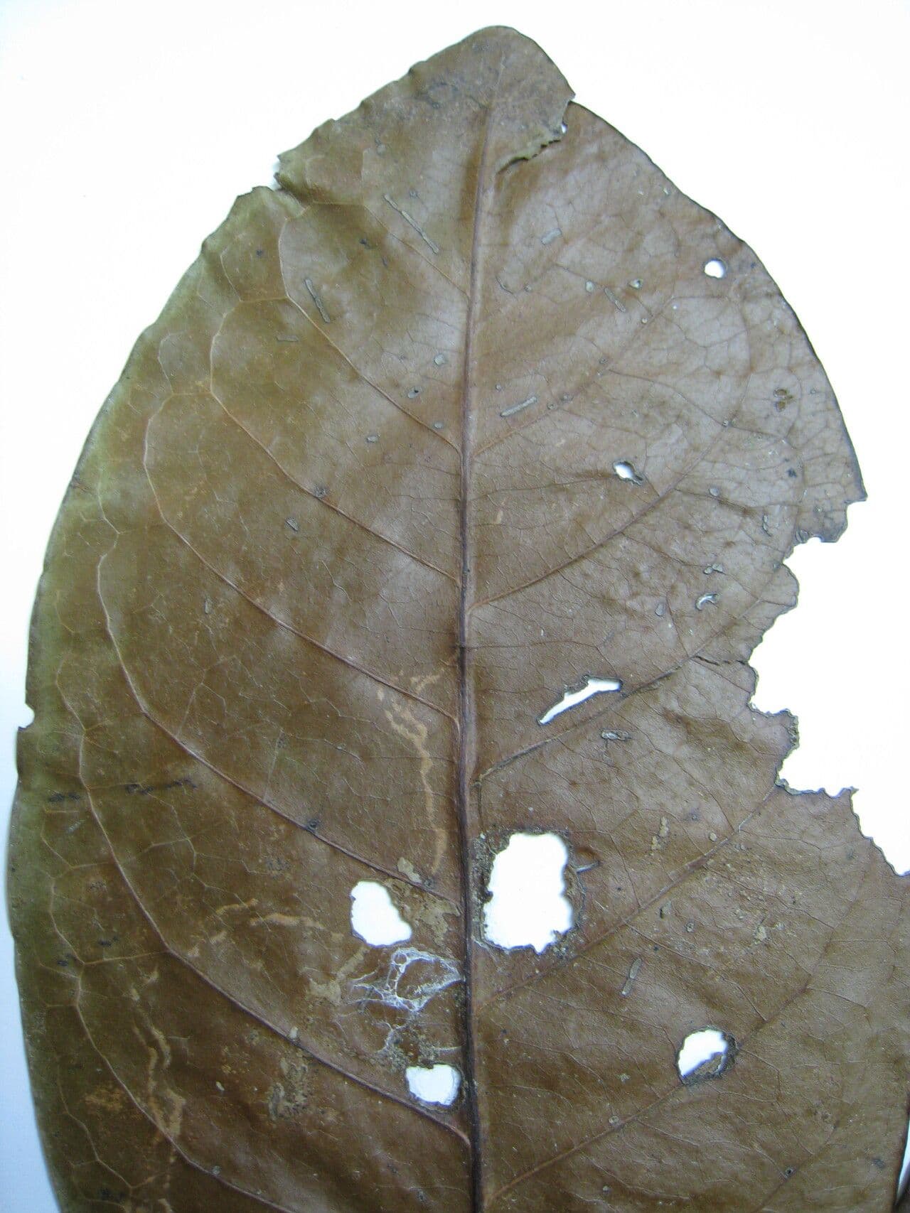 Stachyarrhena 8