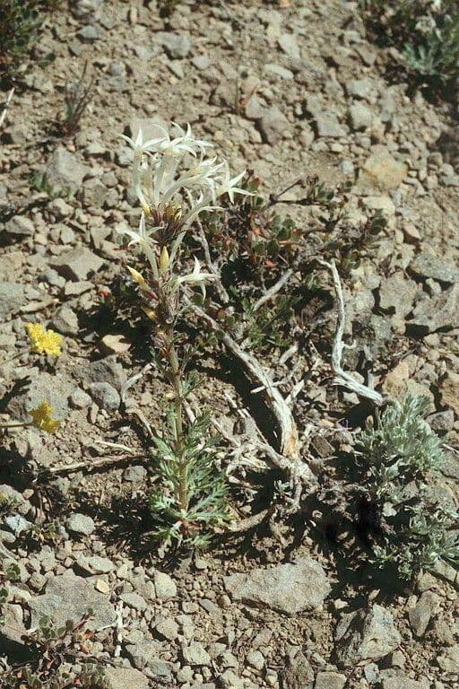 Ipomopsis wąskorurkowata 10
