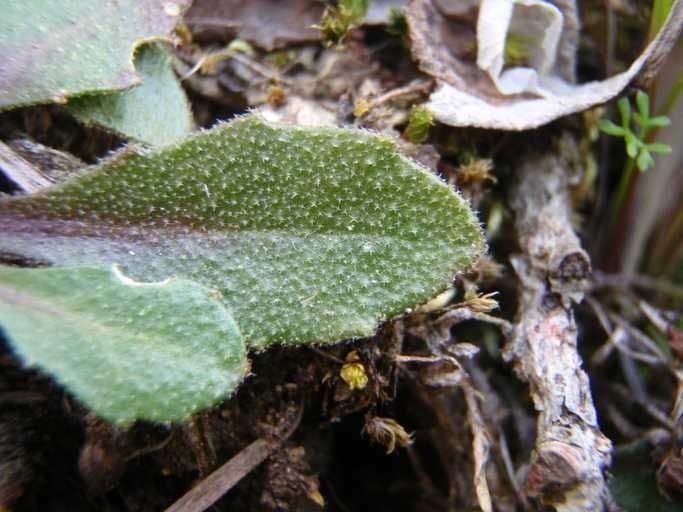 Arabis 7