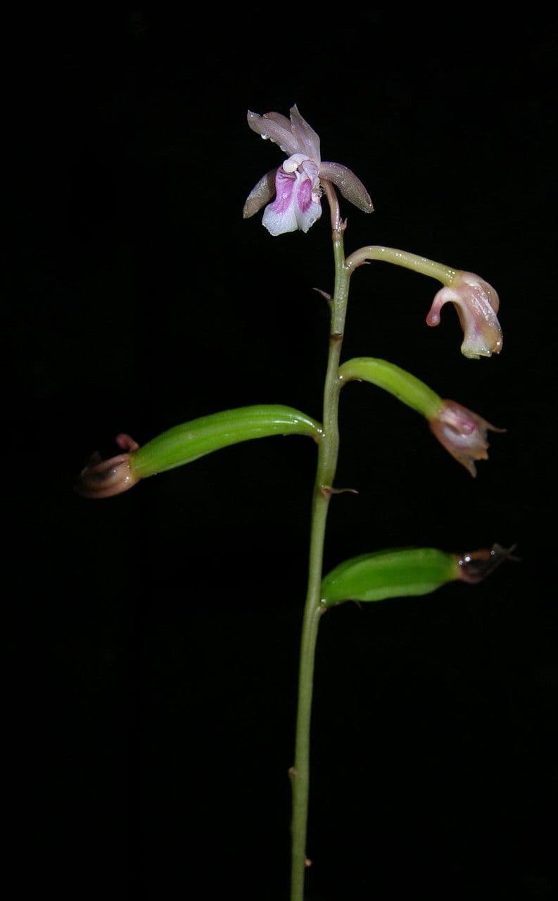 Orchidea monaca 26