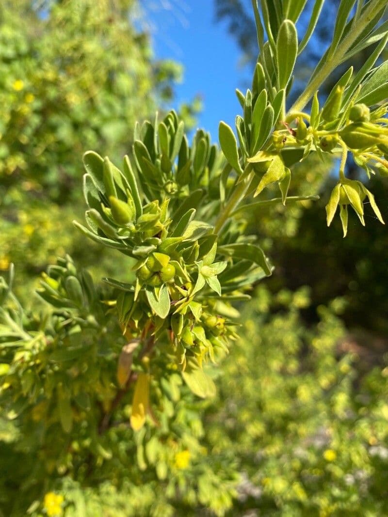 Suriana 5